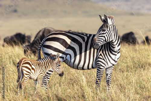 Plains  or common zebra  equus quagga  in the grasslands of the Masai Mara  Kenya. Mother and newborn foal with a wildebeest herd behind