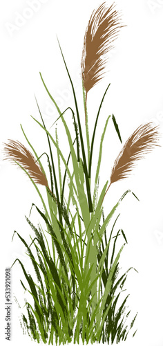 Image of a green reed or bulrush on a white background.Isolated vector drawing.
