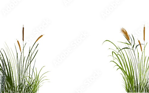 Image of a green reed or bulrush on a white background.Isolated vector drawing.