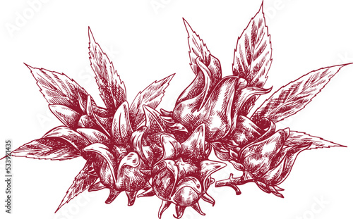 Sorrel plant sketchy hand drawn illustration flowers and leaves transparent background  