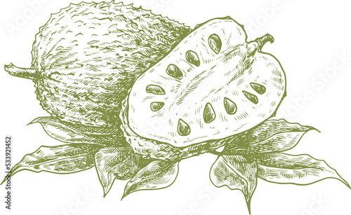 Hand drawn sketch style hand drawn soursop fruit 