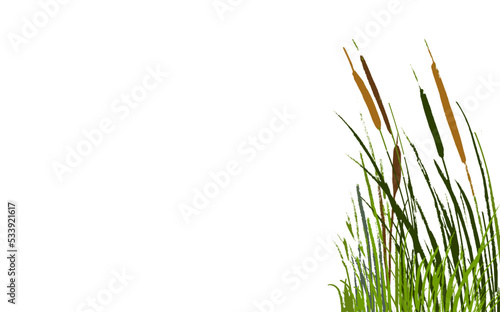 Image of a green reed or bulrush on a white background.Isolated vector drawing.