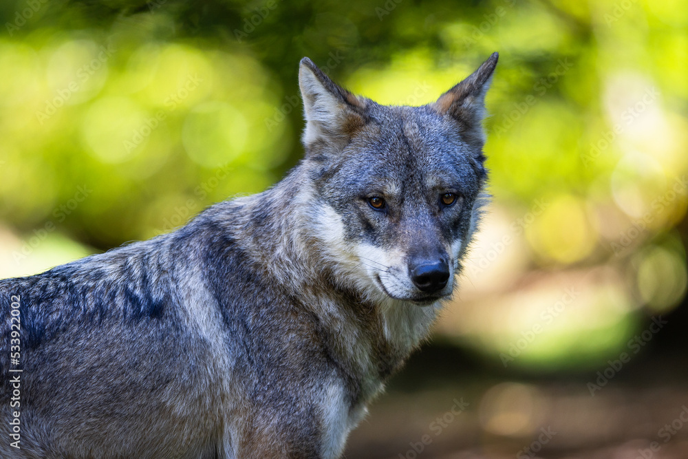 Portrait of a gray wolf in the forest