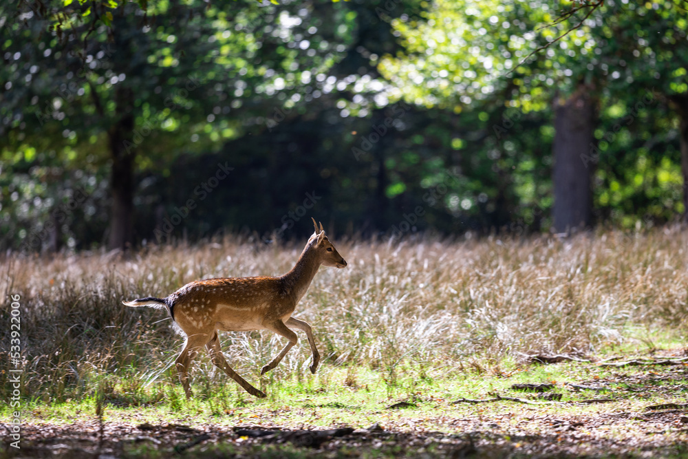 A fallow deer runs in the forest