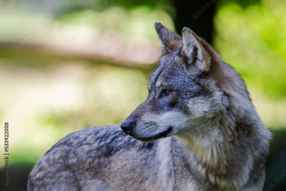 Portrait of a gray wolf in the forest