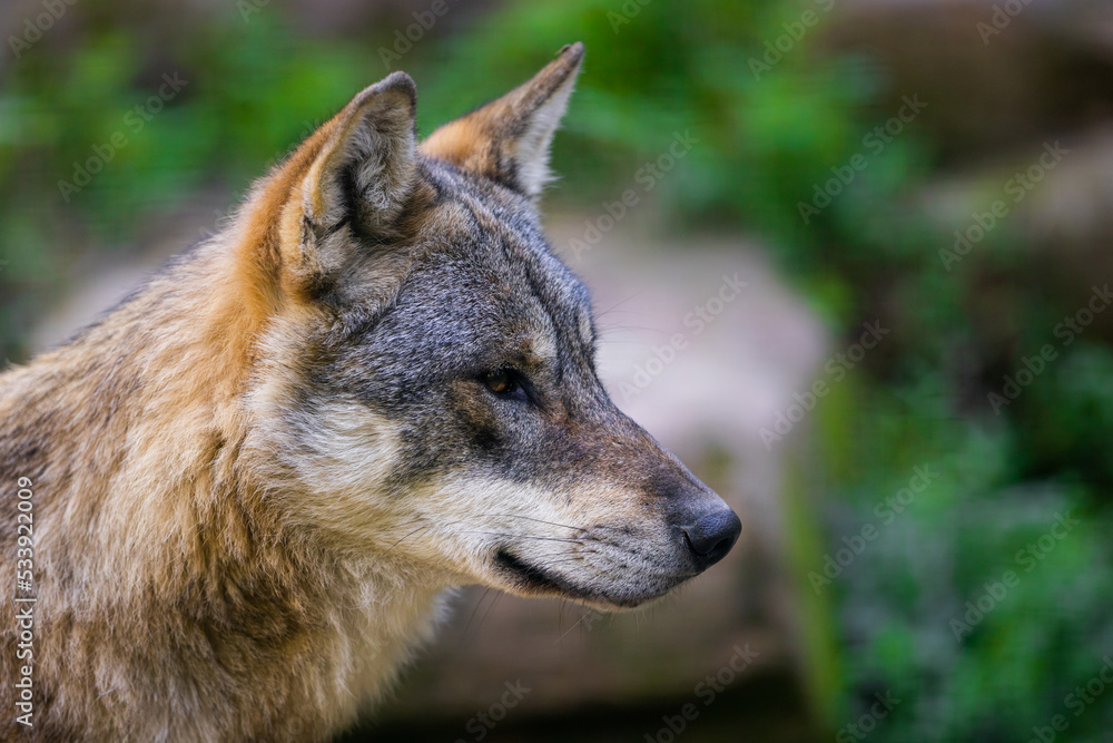 Portrait of a gray wolf in the forest