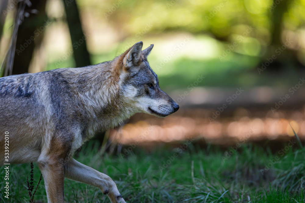 Portrait of a gray wolf in the forest