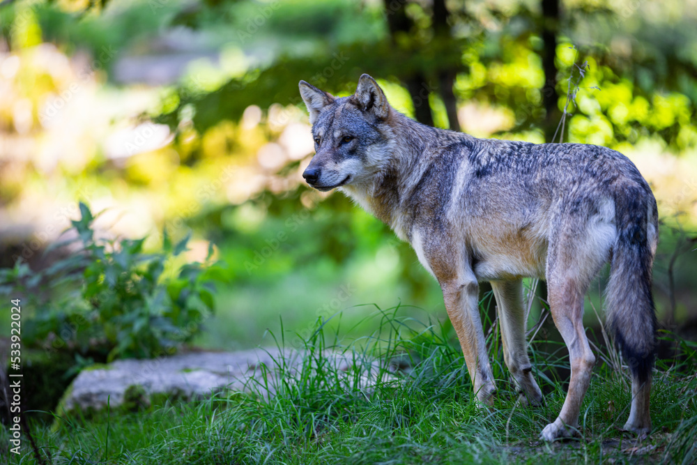 Portrait of a gray wolf in the forest