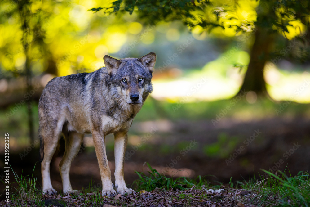 Portrait of a gray wolf in the forest