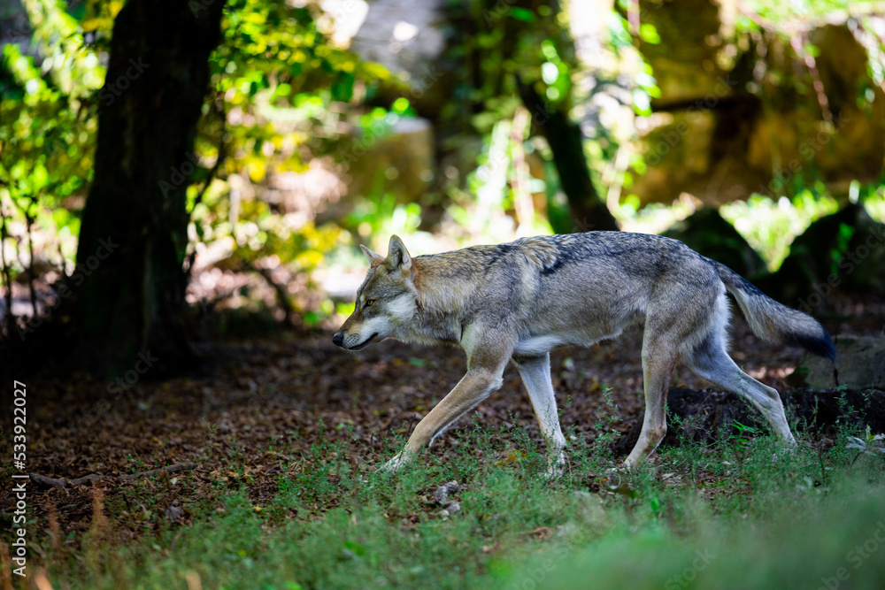 Portrait of a gray wolf in the forest