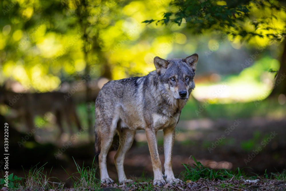 Portrait of a gray wolf in the forest