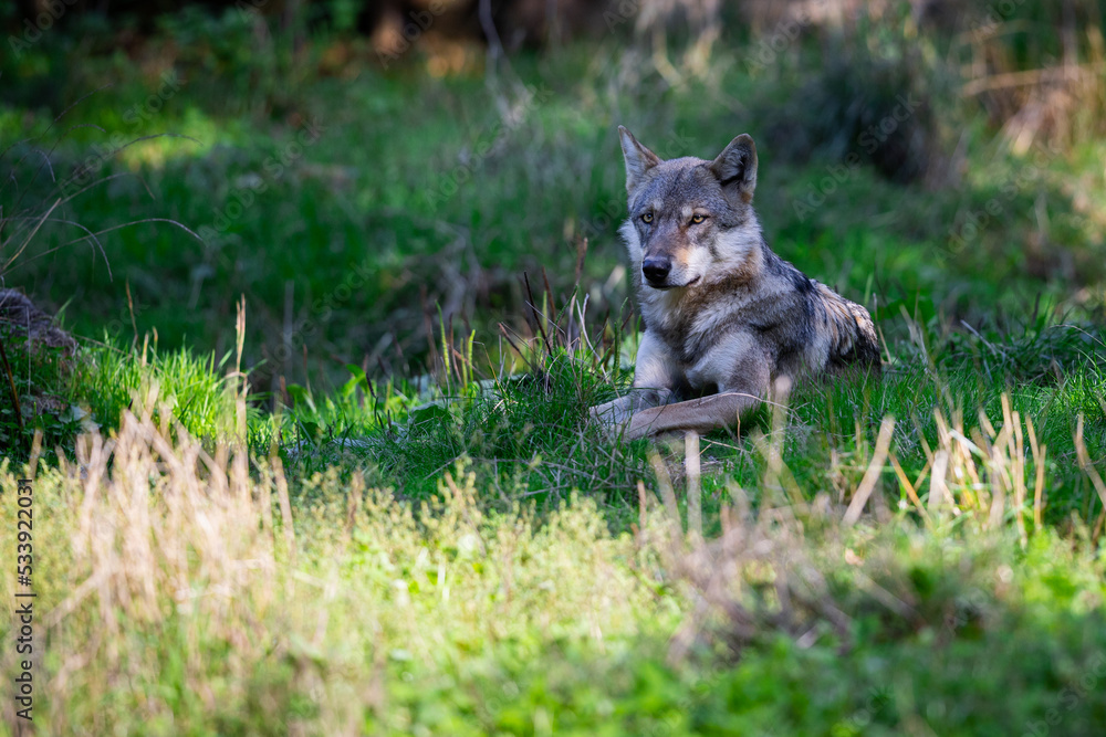 Portrait of a gray wolf in the forest