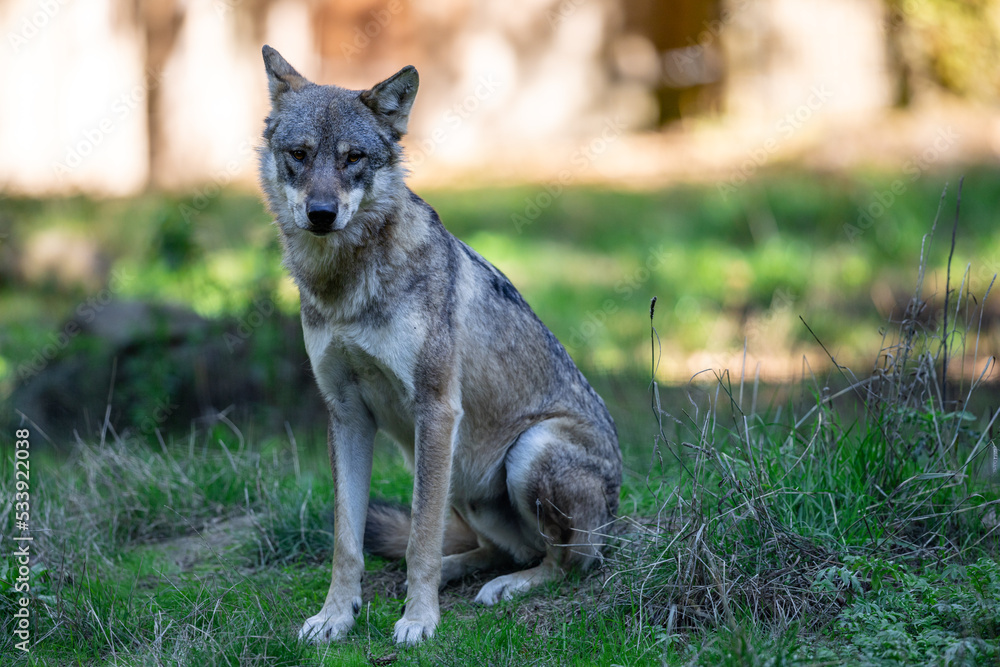 Portrait of a gray wolf in the forest