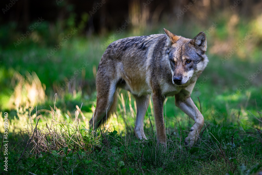 Portrait of a gray wolf in the forest