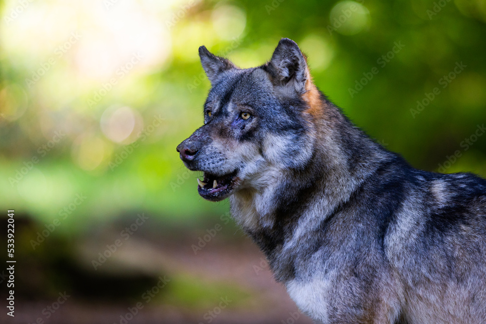 Portrait of a gray wolf in the forest