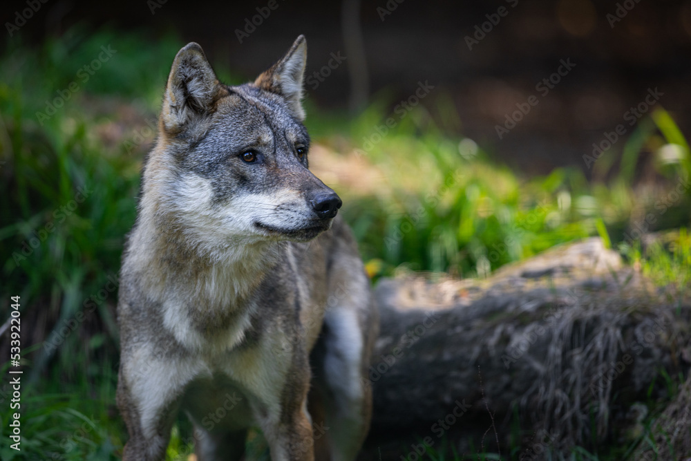 Portrait of a gray wolf in the forest