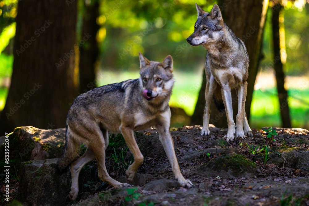 Portrait of a gray wolf in the forest