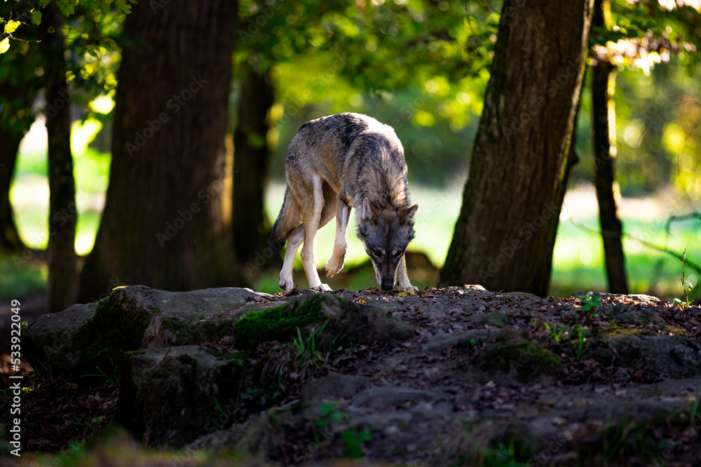 Portrait of a gray wolf in the forest