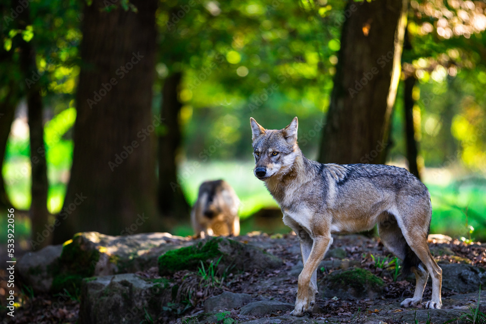 Portrait of a gray wolf in the forest