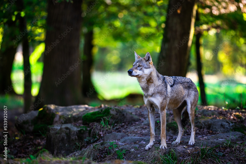 Portrait of a gray wolf in the forest