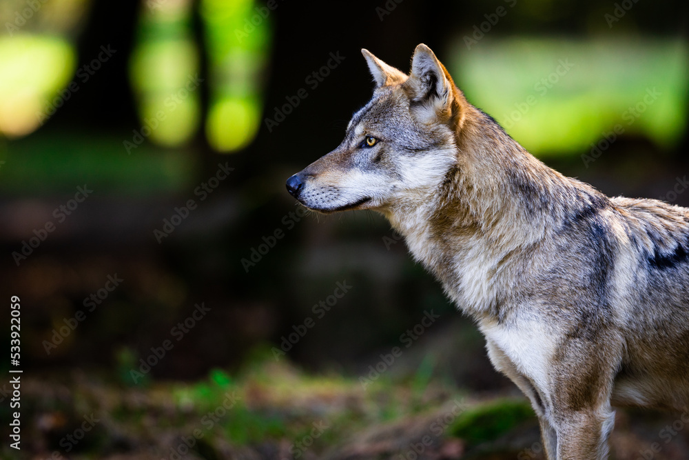 Portrait of a gray wolf in the forest