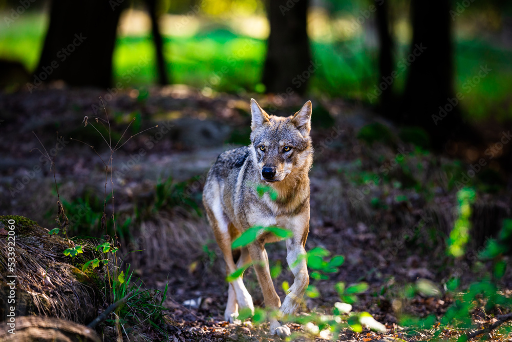 Portrait of a gray wolf in the forest
