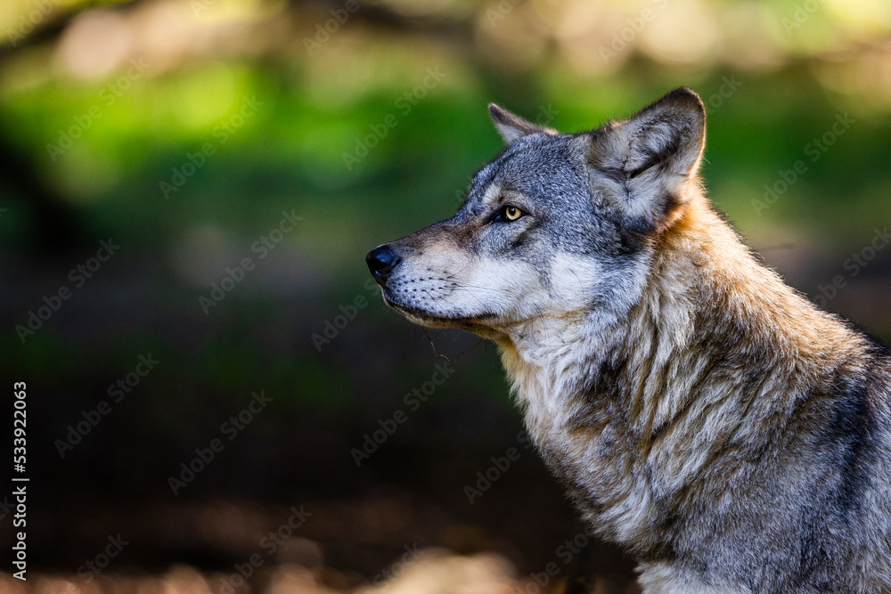 Portrait of a gray wolf in the forest