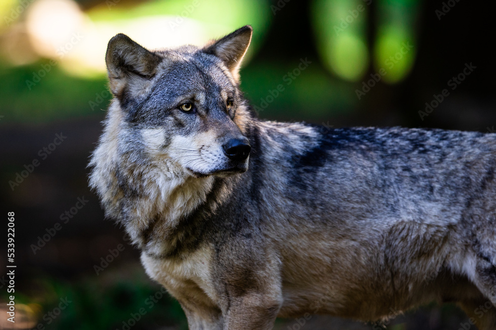 Portrait of a gray wolf in the forest