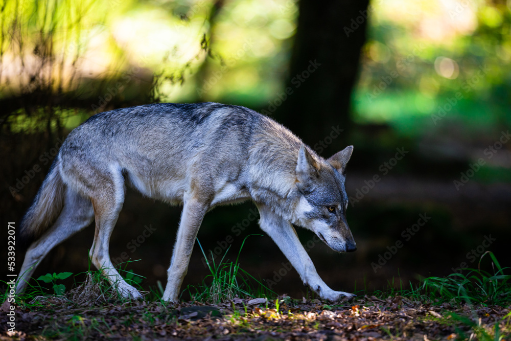 Portrait of a gray wolf in the forest