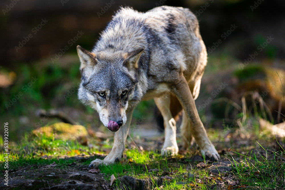 Portrait of a gray wolf in the forest