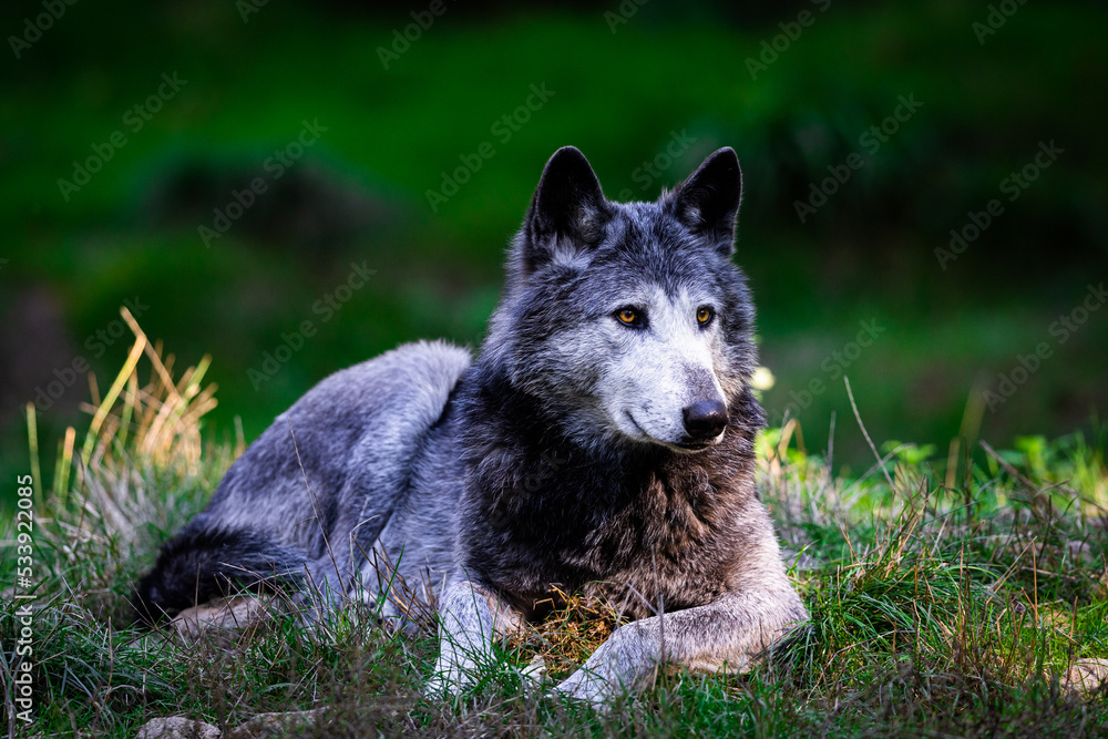 Portrait of a black wolf or timberwolf in the forest Portrait of a black wolf or timberwolf in the forest