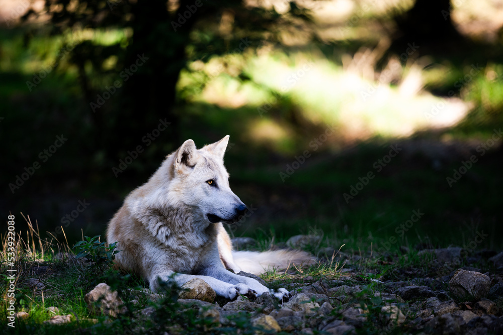 Portrait of a black wolf or timberwolf in the forest