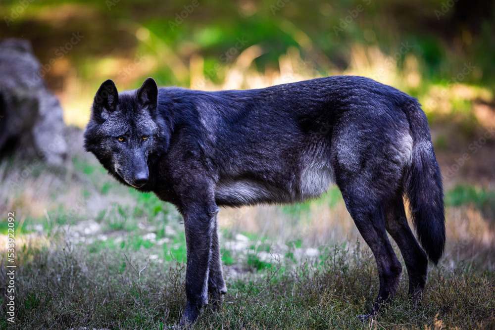 Portrait of a black wolf or timberwolf in the forest