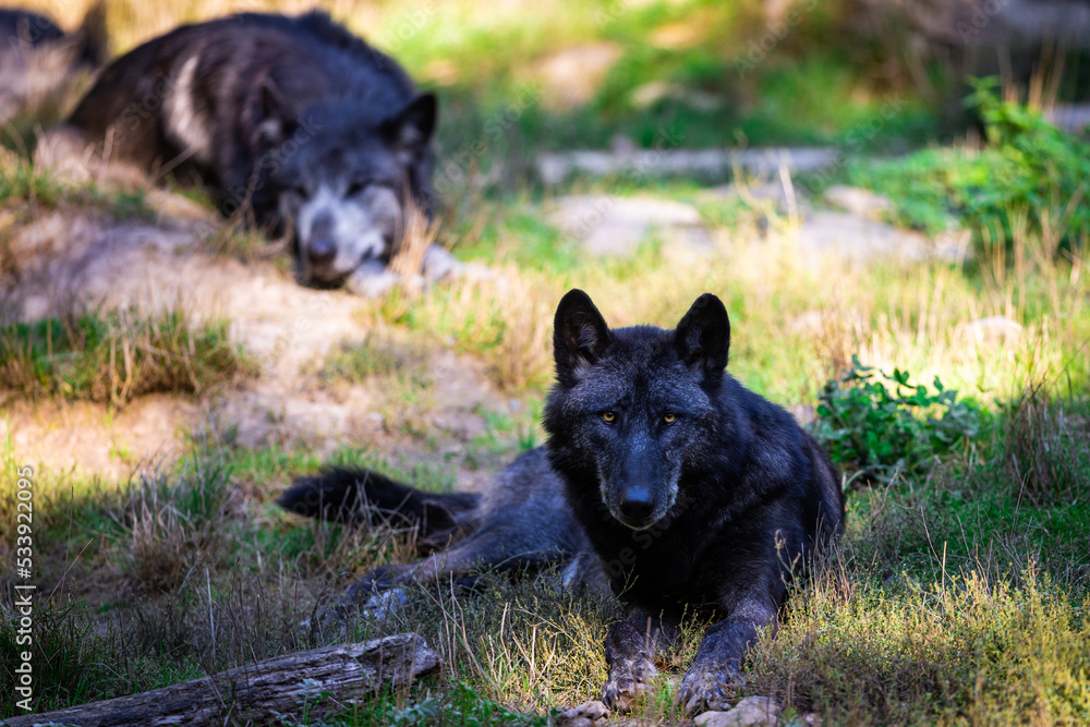 Portrait of a black wolf or timberwolf in the forest
