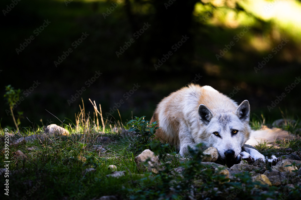Portrait of a black wolf or timberwolf in the forest