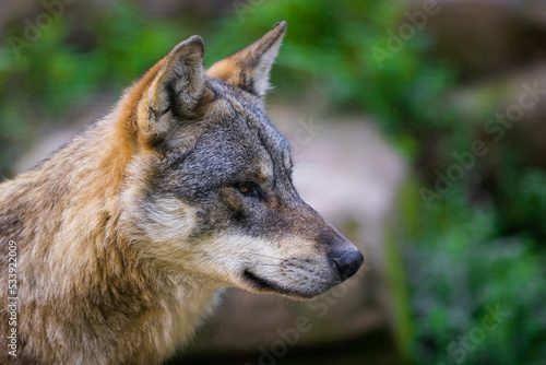 Obraz na płótnie Portrait of a gray wolf in the forest w salonie