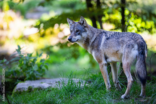 Obraz na płótnie Portrait of a gray wolf in the forest w salonie