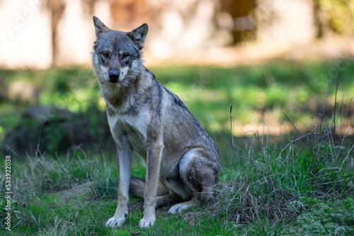 Obraz na płótnie Portrait of a gray wolf in the forest w salonie