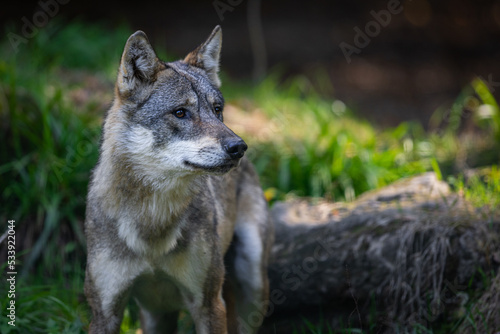 Obraz na płótnie Portrait of a gray wolf in the forest w salonie