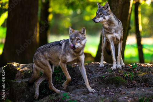Obraz na płótnie Portrait of a gray wolf in the forest w salonie