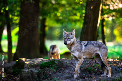 Obraz na płótnie Portrait of a gray wolf in the forest w salonie