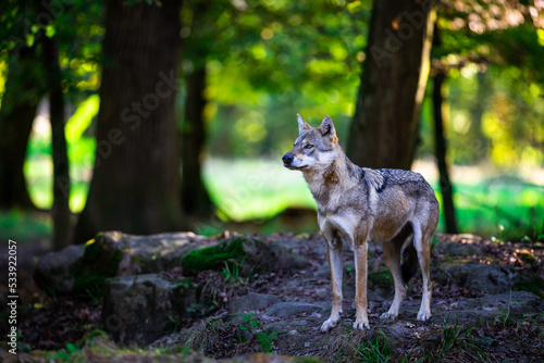 Obraz na płótnie Portrait of a gray wolf in the forest w salonie