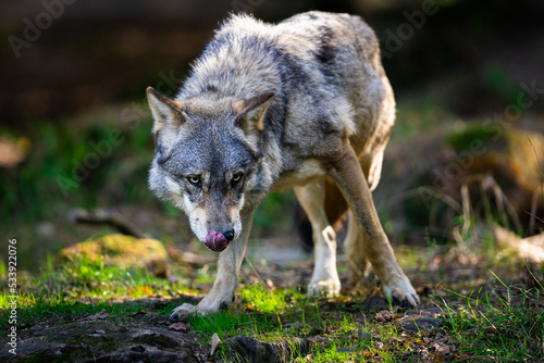 Obraz na płótnie Portrait of a gray wolf in the forest w salonie