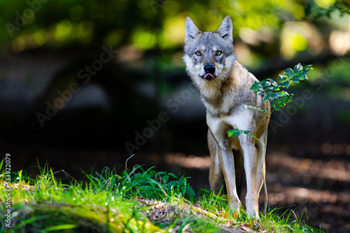 Obraz na płótnie Portrait of a gray wolf in the forest w salonie