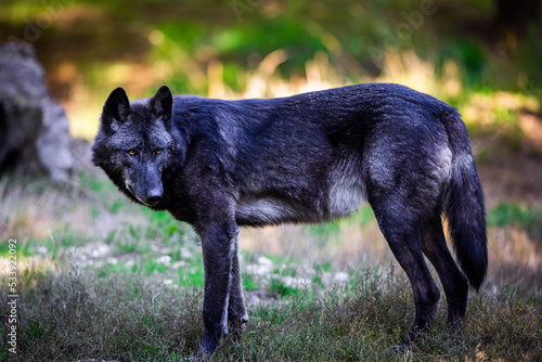 Portrait of a black wolf or timberwolf in the forest
