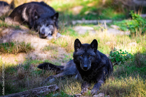 Obraz na płótnie Portrait of a black wolf or timberwolf in the forest w salonie
