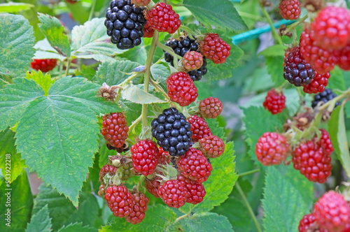 Blackberry berry, grows on a green bush in natural conditions.