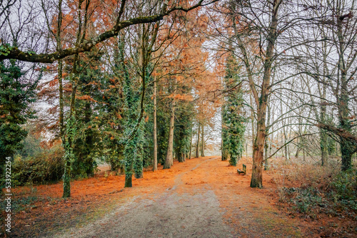 Path in a forest on an Autumn day with fallen leaves on the ground