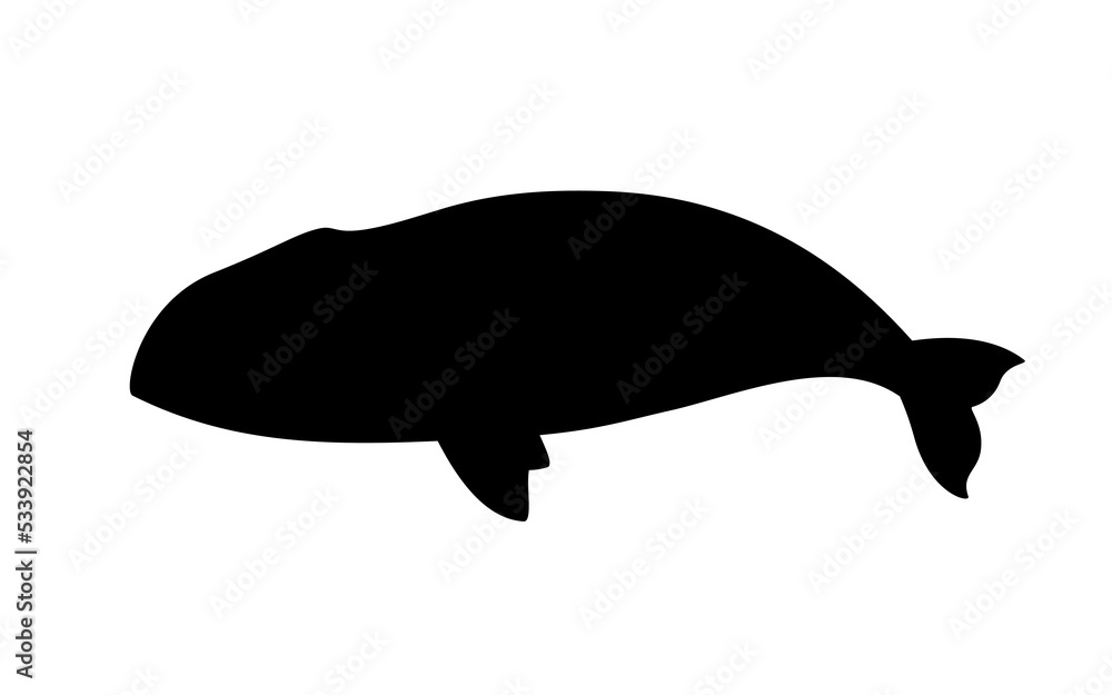 Obraz premium Silhouette of bowhead whale