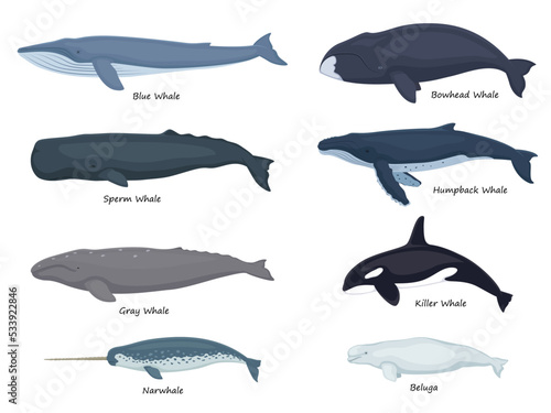 Set whales with inscriptions